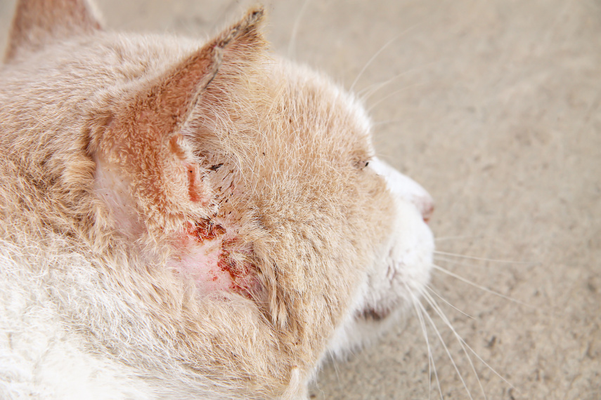 Asian cat injured from fight with other cat
