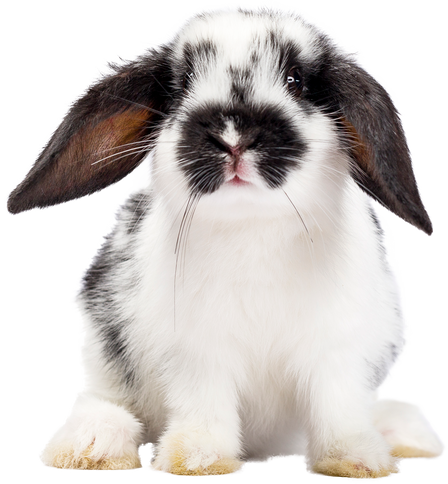 Pet Bunny Rabbit cutout on transparent Background