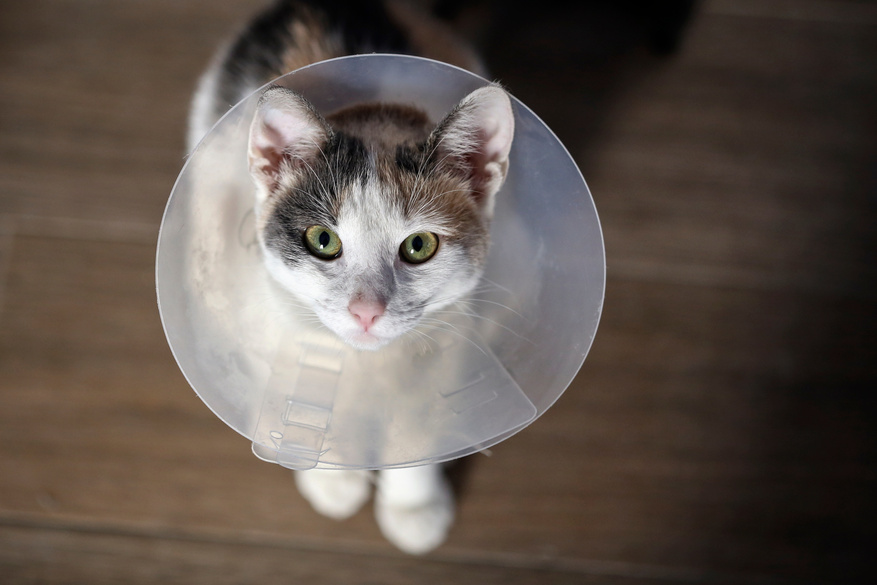 Cat wearing a cone after neutering