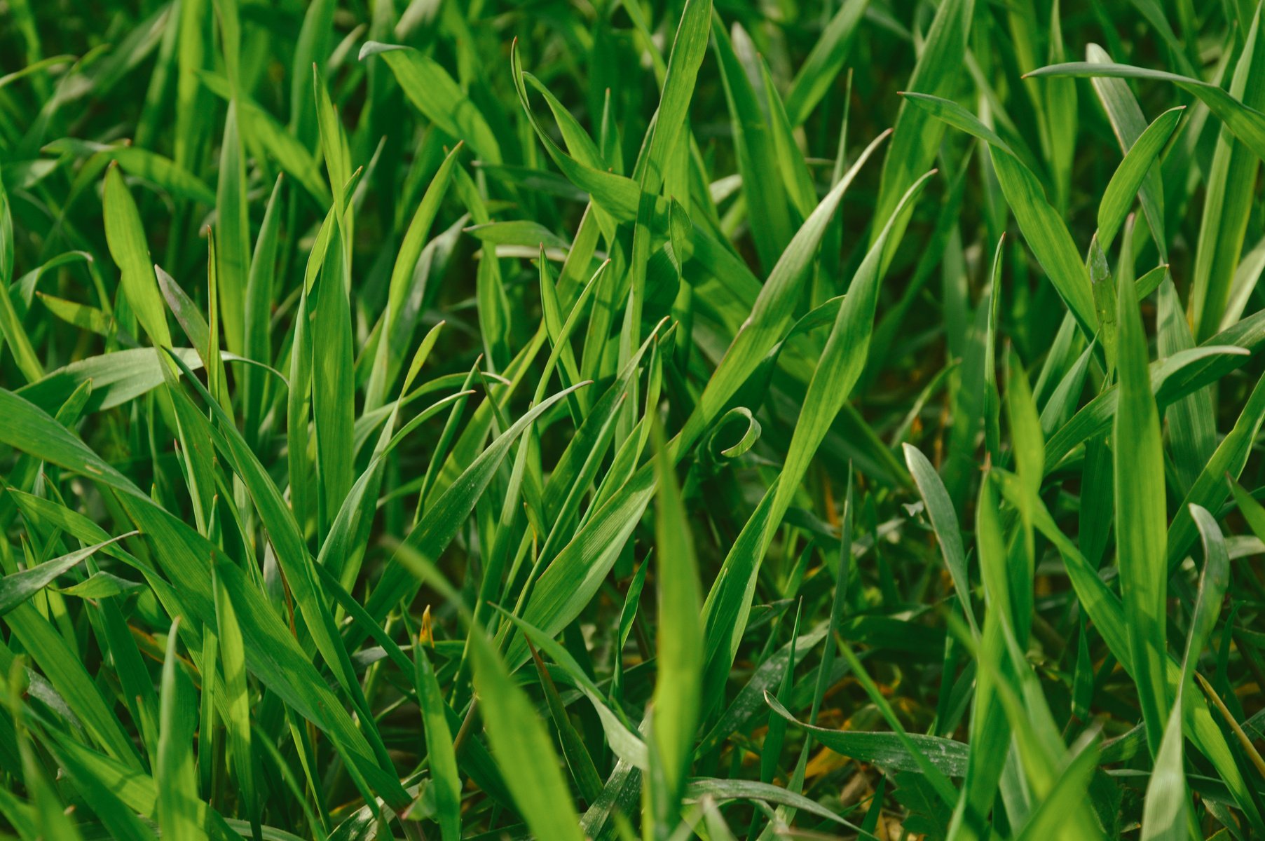 Green Grass Field